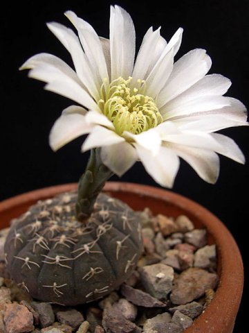 Gymnocalycium-ragonesii